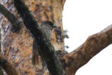 Siberian Jay 